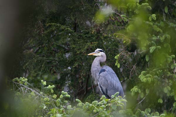 Wayne Carlton - Heron